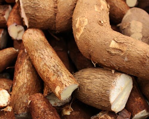 Du papier à base de manioc