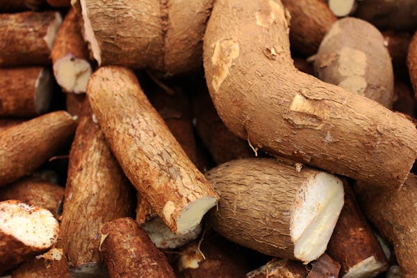 Du papier à base de manioc